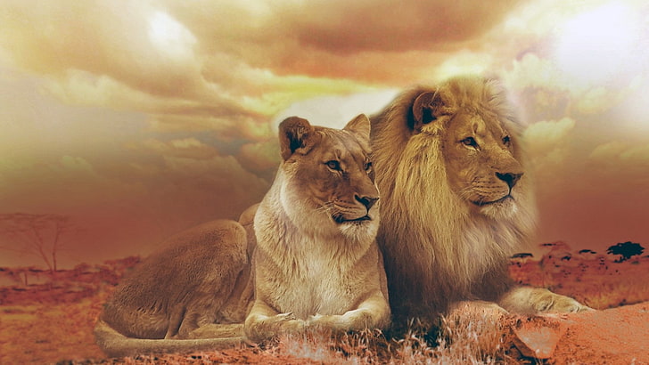 Löwen am besten HD für PC-Download, HD-Hintergrundbild