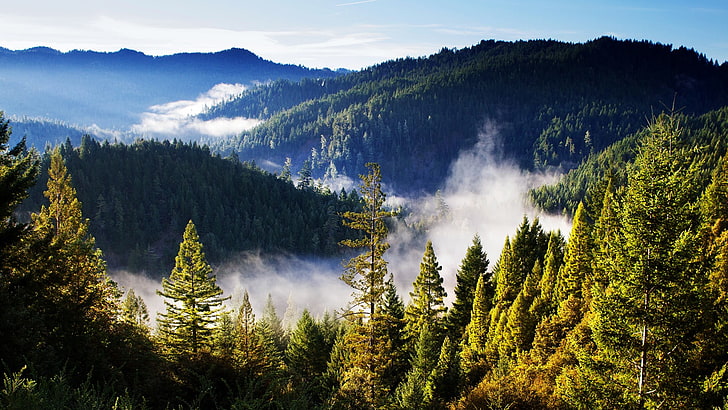 alberi di pino una montagna verde, foresta, montagne, paesaggio, nebbia, nuvole, Sfondo HD