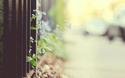 Fence Flower Warm Blur HD, natura, kwiat, rozmycie, ciepło, płot, Tapety HD HD wallpaper