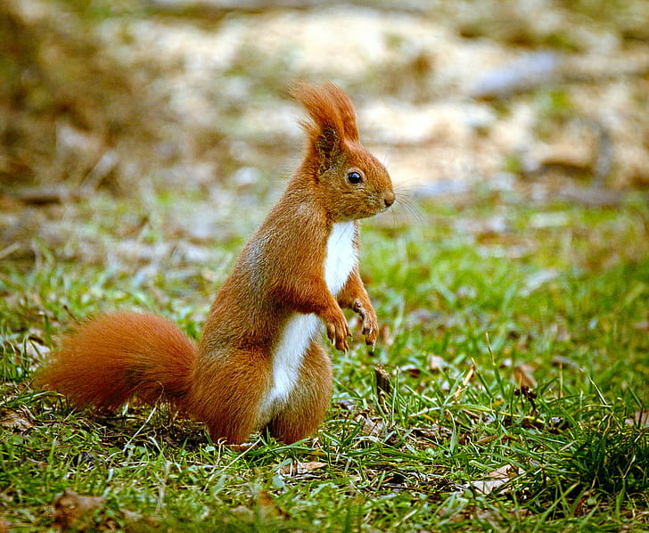 photo of red and white squirrel on grass, red squirrel, red squirrel, photo, white squirrel, grass, Eurasian red squirrel, Wiewiórka, Sciurus vulgaris, squirrel, rodent, animal, mammal, nature, cute, brown, wildlife, outdoors, fluffy, fur, animals In The Wild, tail, HD wallpaper