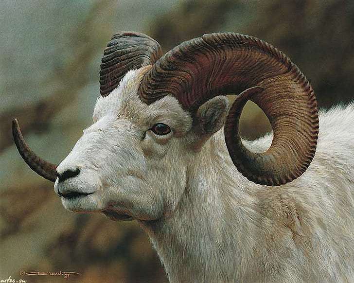 Билли козел животное Билли рога, живопись белый HD, животные, животное, белый, живопись, рога, коза, Билли, HD обои