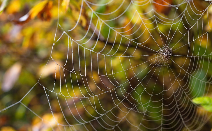 دقيق شبكة العنكبوت ، شبكة عنكبوت بيضاء ، حيوانات ، حشرات ، عنكبوت ، دقيق، خلفية HD