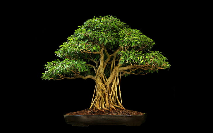 bonsai, HD wallpaper