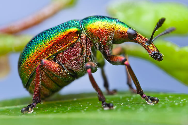 Insect Beetle, Makro, owad, chrząszcz, wołek, farba, Tapety HD