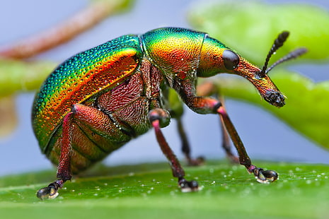 Бръмбар от насекоми, макро, насекомо, бръмбар, дългоносица, боя, HD тапет HD wallpaper