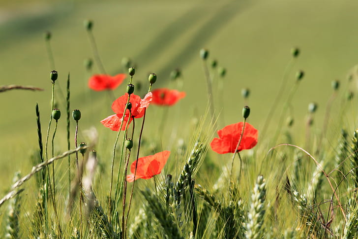 red flowers photo, five, red, green, background, flowers, photo, poppies, wheat, Canon EOS 500D, MMxIV, poppy, nature, meadow, field, summer, flower, grass, rural Scene, plant, outdoors, beauty In Nature, springtime, landscape, green Color, HD wallpaper