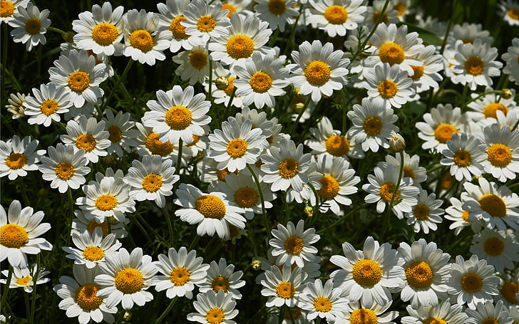 chamomile, a lot, loves me - loves me not, HD wallpaper