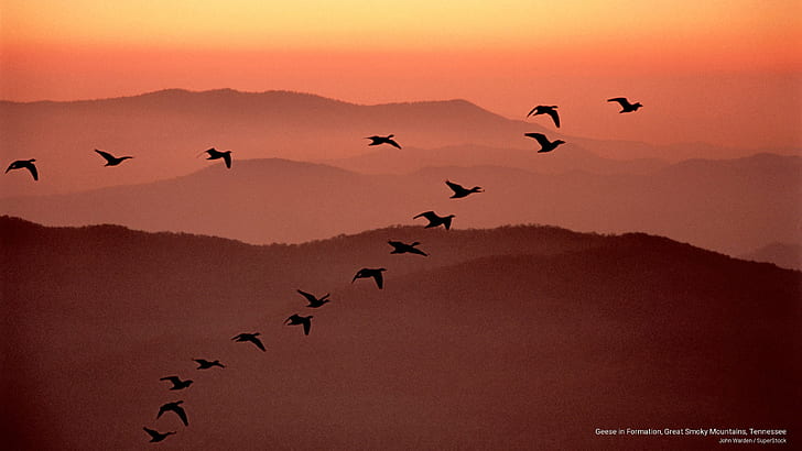 Geese in Formation, Great Smoky Mountains, Tennessee, Mountains, HD wallpaper