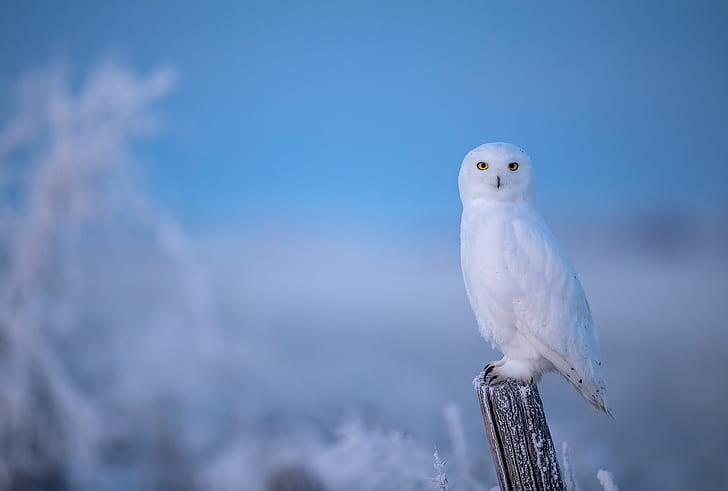 invierno, escarcha, búho, pájaro, poste, fondo azul, búho polar, nevado, Fondo de pantalla HD