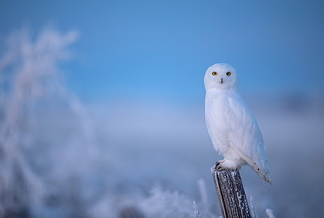 冬、霜、フクロウ、鳥、ポスト、青の背景、極地、シロフクロウ、 HDデスクトップの壁紙 HD wallpaper