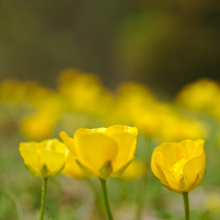 yellow petaled flowers selective focus photography, Yellow, selective focus, photography, spring, flower, nature, springtime, plant, summer, beauty In Nature, petal, green Color, outdoors, HD wallpaper