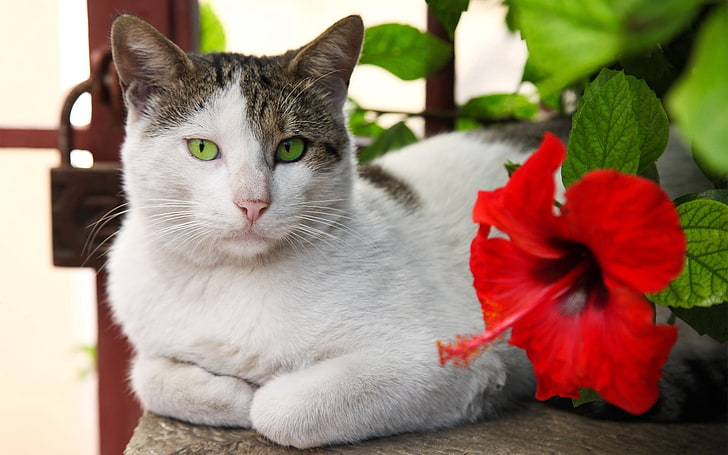 kucing belacu putih dan coklat dan kembang sepatu merah, kucing, berbaring, bunga, kembang sepatu, merah, Wallpaper HD