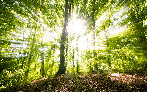 日当たりの良い緑の森、日当たりの良い森、緑の森、森、 HDデスクトップの壁紙 HD wallpaper