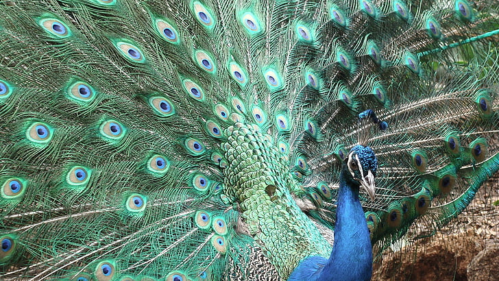 animals, nature, peacocks, birds, feathers, HD wallpaper