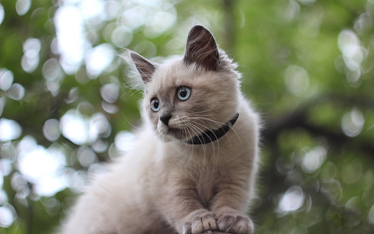 siamesische Katze, Kätzchen, flaumig, sitzen, grellen Blick, HD-Hintergrundbild