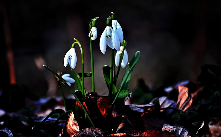 Snowdrop, white flowers, Seasons, Spring, Forest, HD wallpaper