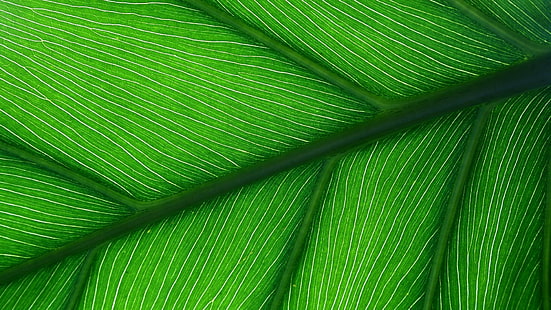 Green leaf close up, green leaf, photography, 1920x1080, leaf, HD wallpaper HD wallpaper