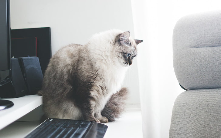 灰色の猫、猫、ふわふわ、灰色、テーブル、 HDデスクトップの壁紙