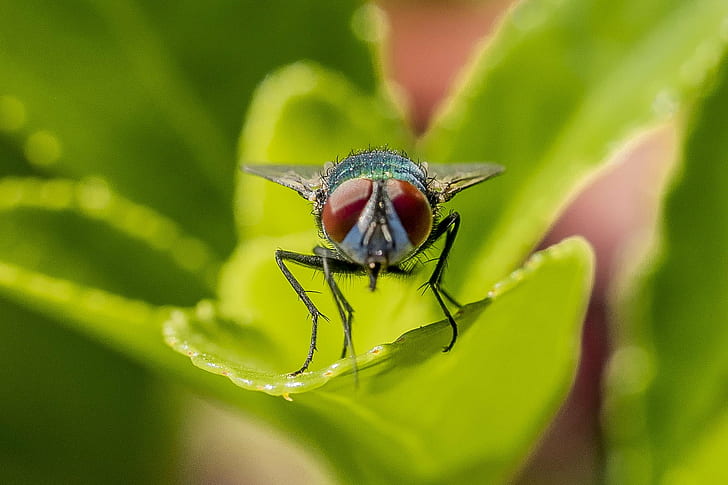 Fotografía macro de mosca de botella que se encarama en la hoja verde, mosca de botella verde, mosca de botella verde, Fondo de pantalla HD