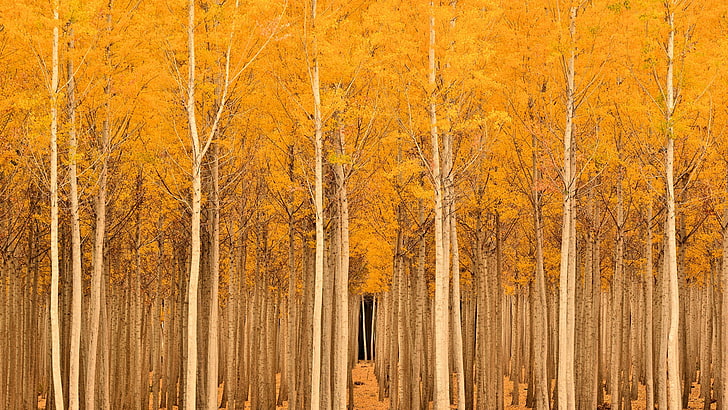 trees, fall, landscape, nature, HD wallpaper