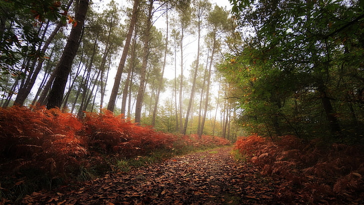 Grüner Laubbaum, Natur, Herbst, Wald, Bäume, HD-Hintergrundbild