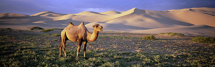 nature, animals, wildlife, desert, camels, HD wallpaper