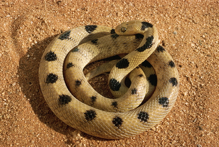brown and black snake, snake, bend, sand, gravel, HD wallpaper