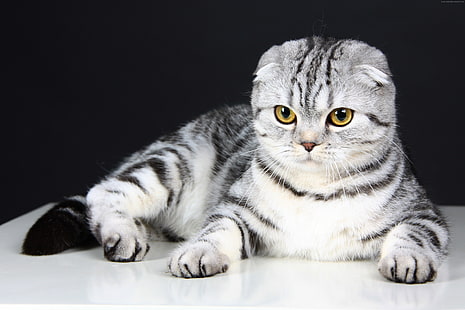 Scottish Fold, gris, mascota, lindo, ojos, animal, gatito, lana, gato, Fondo de pantalla HD HD wallpaper