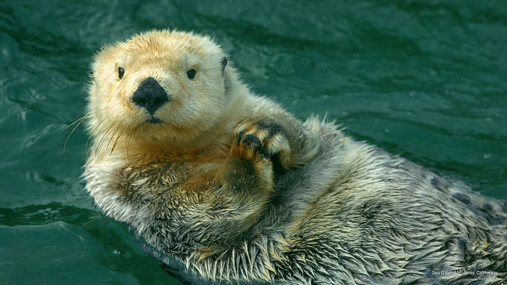 Sea Otter, Monterey, California, Animals, HD wallpaper