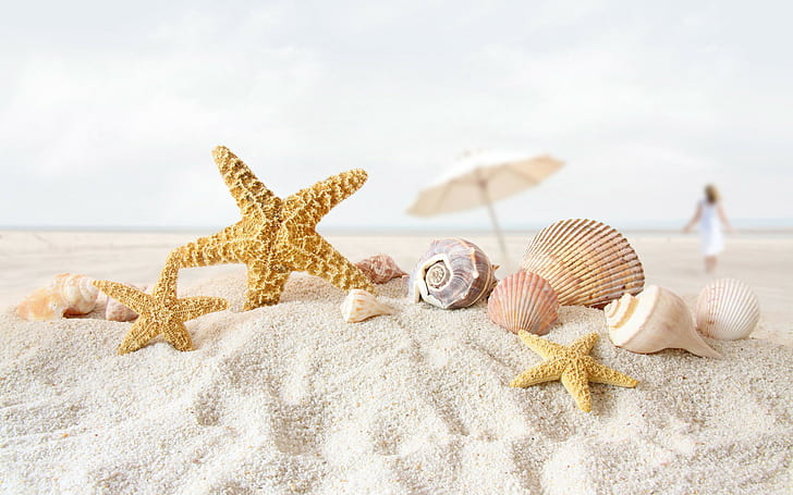 beaches, 1920x1200, shell, sky, starfish, sea, ocean, starfish and shells, starfish  border, HD wallpaper