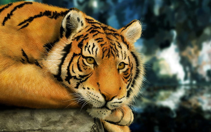 Tigre accroupi, tigre, magnifique, majestueux, beau, animaux, Fond d'écran HD