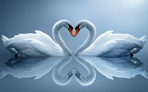 Swans necks heart, swan illustration, animals, 2560x1600, bird, swan, HD wallpaper HD wallpaper