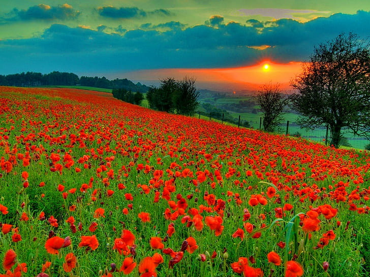 Bidang Poppy, bidang poppy, matahari terbenam, alam, indah, matahari terbenam, pohon, lapangan, matahari terbit, musim panas, awan, Wallpaper HD