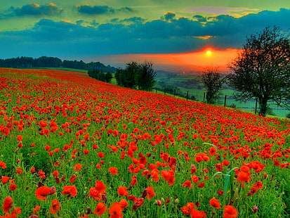 Poppy Field, poppy field, sundown, nature, beautiful, sunset, trees, field, sunrise, summer, clouds, HD wallpaper HD wallpaper