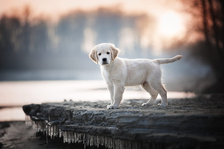 forest, white, look, the sun, light, nature, pose, fog, Park, shore, stone, dog, spring, morning, icicles, baby, puppy, is, face, Labrador, pond, Retriever, HD wallpaper