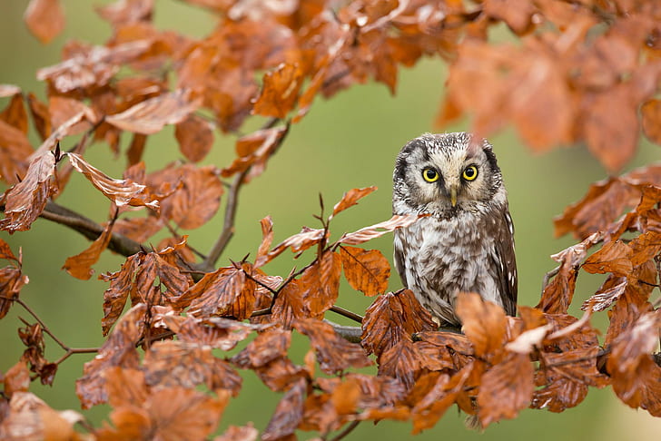 Owl bird on branche, owl, Bird, branches, leaves, forest, Autumn, HD wallpaper