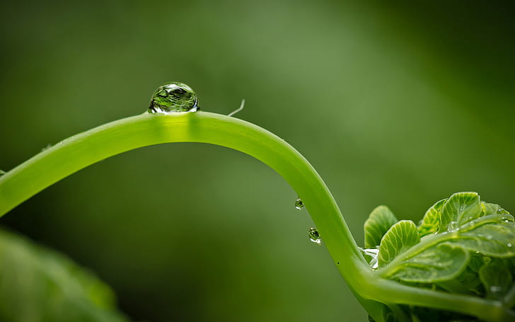 close-up, green, leaf, shoot, droplet, HD wallpaper