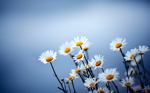 Natur, Blumen, Gänseblümchen, Matricaria, HD-Hintergrundbild HD wallpaper