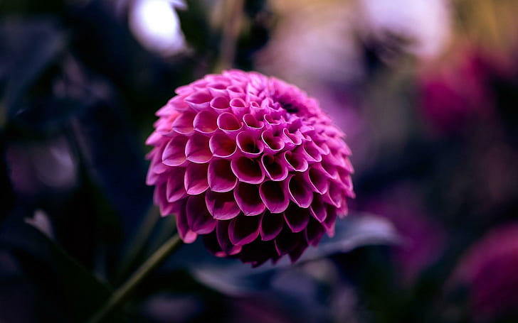 Малиновый цветок георгина, розовый шар георгин цветок, малиновый, георгин, цветок, HD обои