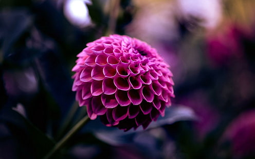Purpurrote Dahlie-Blume, rosa Balldahlie flowr, Purpurrot, Dahlie, Blume, HD-Hintergrundbild HD wallpaper