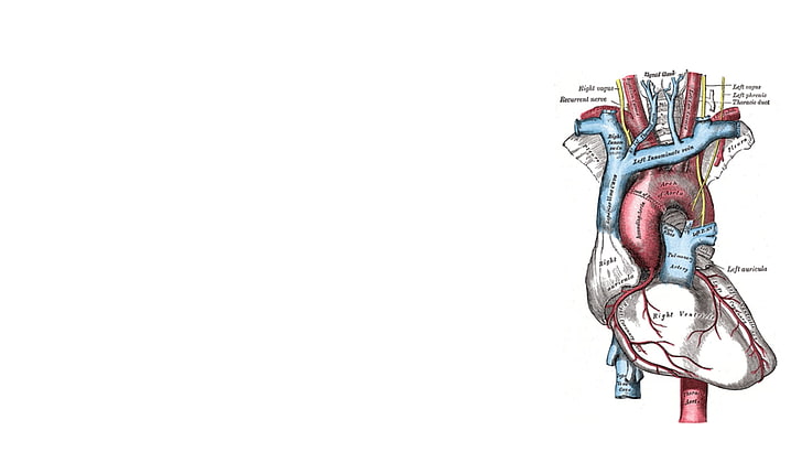 infografiki, proste tło, medycyna, nauka, serce, Tapety HD