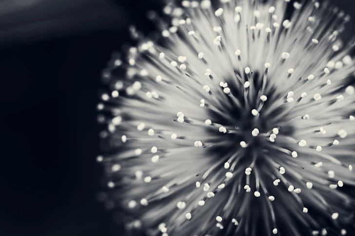 shallow focus photography of dandelion  flower, Black and White, White Flower, Pattern, shallow focus, photography, dandelion, flower  flower, macro, black  white, monochrome, closeup, beautiful, patterns, canon  5d, photo, photos, pics, picture, pictures, bokeh, saturday, touch me not, mimosa pudica, defocused, abstract, shiny, backgrounds, HD wallpaper