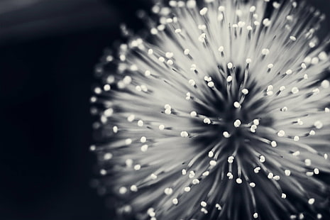 shallow focus photography of dandelion  flower, Black and White, White Flower, Pattern, shallow focus, photography, dandelion, flower  flower, macro, black  white, monochrome, closeup, beautiful, patterns, canon  5d, photo, photos, pics, picture, pictures, bokeh, saturday, touch me not, mimosa pudica, defocused, abstract, shiny, backgrounds, HD wallpaper HD wallpaper
