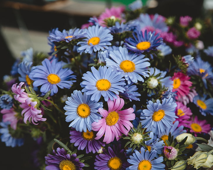 ดอกไม้สีม่วงและสีชมพู, ดอกไม้, ช่อดอกไม้, กลีบดอก, สีฟ้า, สีชมพู, วอลล์เปเปอร์ HD