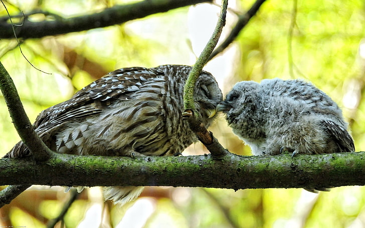 two brown owls, owl, couple, affection, twigs, birds, HD wallpaper