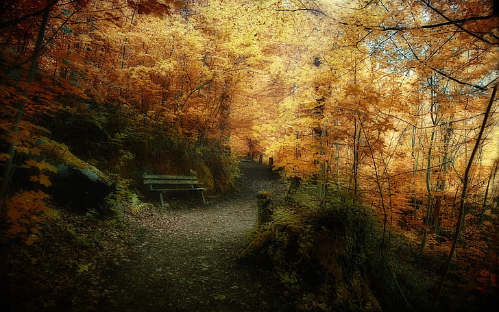 Superbe paysage de forêt d'automne, arbres, feuilles, fond, nature, Fond d'écran HD