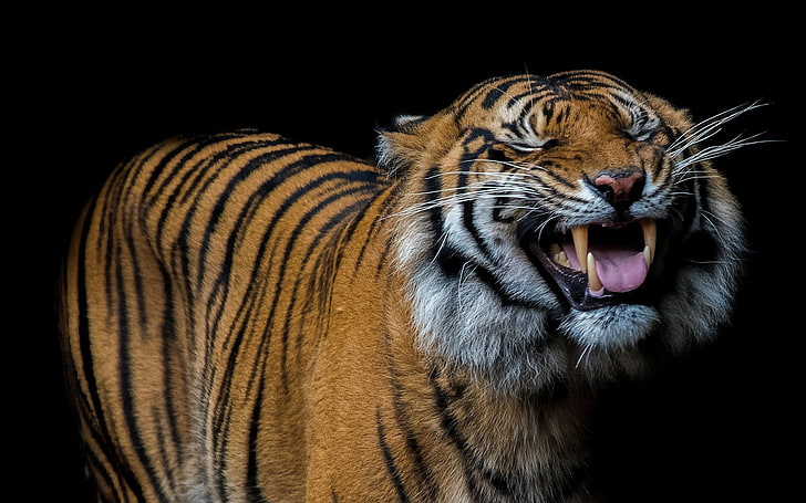 Siberian tiger, tiger, smile, predatory, teeth, HD wallpaper