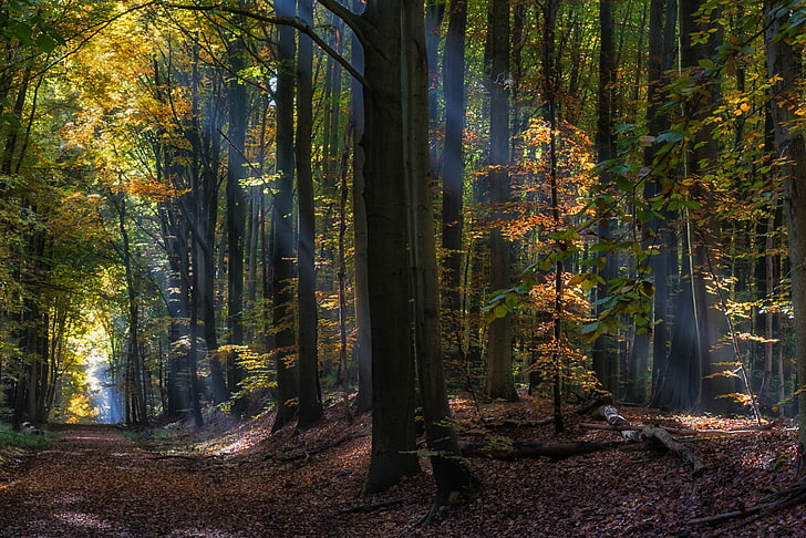 forest trees HD wallpaper, nature, landscape, fairy tale, forest, sun rays, sunlight, path, leaves, trees, HD wallpaper