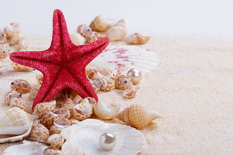 sand, shell, wood, marine, still life, pearl, starfish, seashells, perl, HD wallpaper HD wallpaper