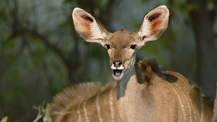 beige deer, antelope, ears, patches, muzzle, beast, HD wallpaper
